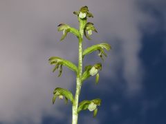 Corallorhiza trifida Châtel