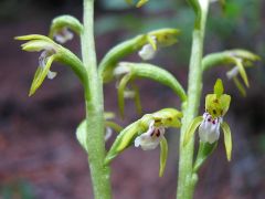 Corallorhiza trifida Châtel