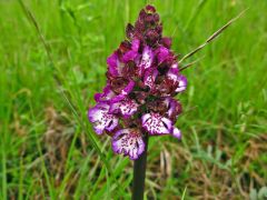 Orchis purpurea Hudson