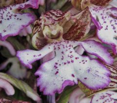 Orchis purpurea Hudson