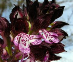 Orchis purpurea Hudson