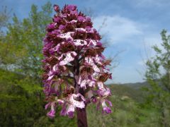 Orchis purpurea Hudson