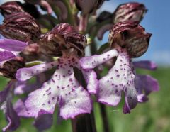 Orchis purpurea Hudson