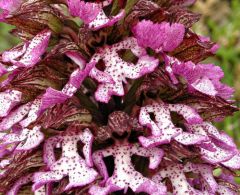 Orchis purpurea Hudson