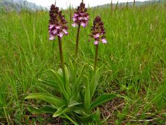 Orchis purpurea Hudson