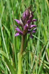 Dactylorhiza incarnata subsp. incarnata (L.) Soò