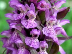 Dactylorhiza incarnata subsp. incarnata (L.) Soò