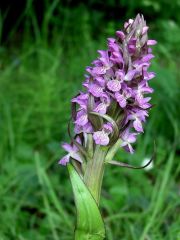 Dactylorhiza incarnata subsp. incarnata (L.) Soò