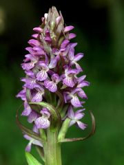 Dactylorhiza incarnata subsp. incarnata (L.) Soò