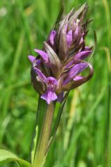 Dactylorhiza incarnata subsp. incarnata (L.) Soò