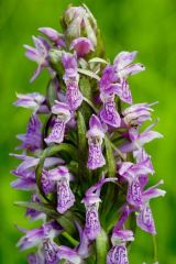 Dactylorhiza incarnata subsp. incarnata (L.) Soò