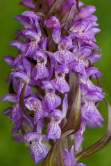 Dactylorhiza incarnata subsp. incarnata (L.) Soò