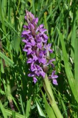 Dactylorhiza incarnata subsp. incarnata (L.) Soò