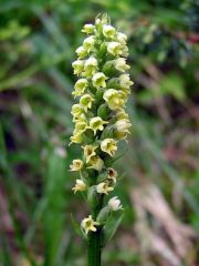 Pseudorchis albida (L.) A. & D. Love