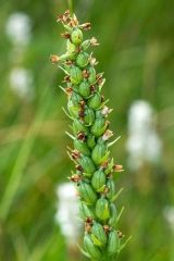 Pseudorchis albida (L.) A. & D. Love