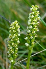 Pseudorchis albida (L.) A. & D. Love