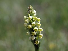 Pseudorchis albida (L.) A. & D. Love