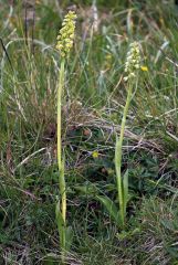 Pseudorchis albida (L.) A. & D. Love