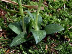 Goodyera repens (L.) R. Br.