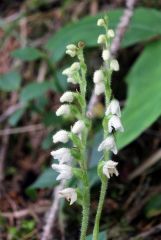 Goodyera repens (L.) R. Br.