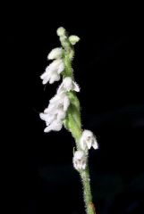 Goodyera repens (L.) R. Br.