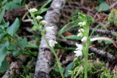 Goodyera repens (L.) R. Br.