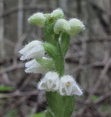 Goodyera repens (L.) R. Br.