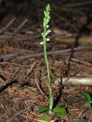 Goodyera repens (L.) R. Br.