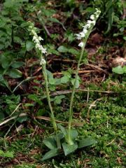 Goodyera repens (L.) R. Br.