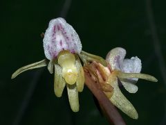 Epipogium aphyllum Sw.