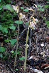 Epipogium aphyllum Sw.