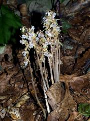 Epipogium aphyllum Sw.