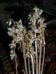 Epipogium aphyllum Sw.
