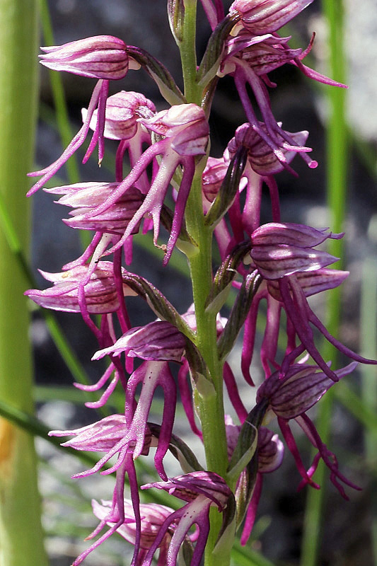Orchis x bergonii Nanteuil