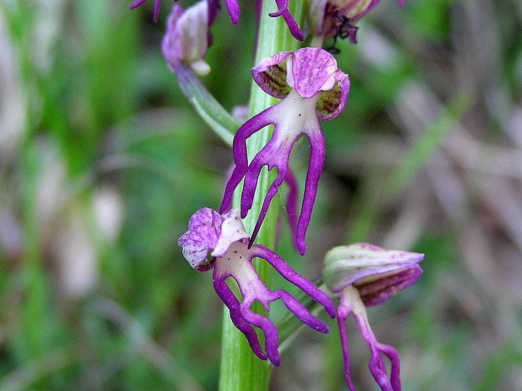 Orchis x bergonii Nantruil
