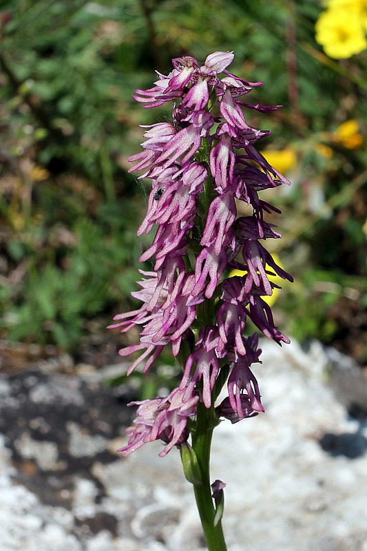orchis x bergonii Nanteuil