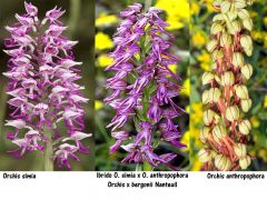 Orchis x bergonii Nanteuil