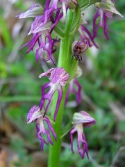 Orchis x bergonii Nanteuil