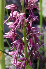 Orchis x bergonii Nanteuil