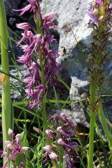 Orchis x bergonii Nanteuil