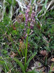 Orchis x bergonii Nanteuil