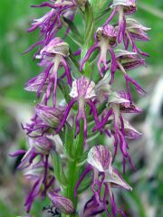 Orchis x bergonii Nanteuil