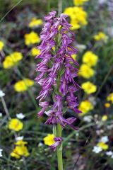 Orchis x bergonii Nanteuil