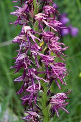 Orchis x bergonii Nanteuil