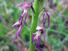 Orchis x bergonii Nanteuil