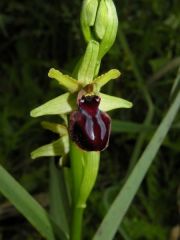 Ophrys passionis subsp. passionis Sennen ex Devillers-Tersch. & Devillers