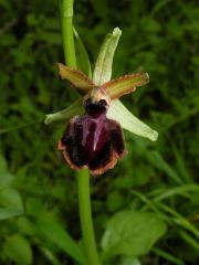 Ophrys passionis subsp. passionis Sennen ex Devillers-Tersch. & Devillers