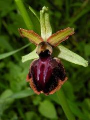 Ophrys passionis subsp. passionis Sennen ex Devillers-Tersch. & Devillers
