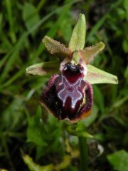 Ophrys passionis subsp. passionis Sennen ex Devillers-Tersch. & Devillers