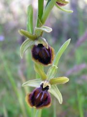 Ophrys passionis subsp. passionis Sennen ex Devillers-Tersch. & Devillers